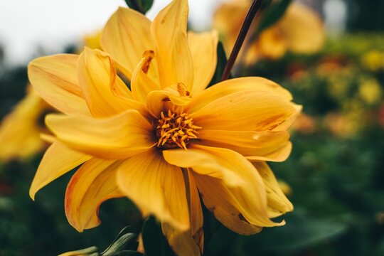 Closeup shot of a yellow flower in the garden