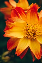 Closeup shot of an orange flower in the garden