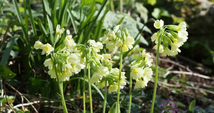 Primula elatior or True oxlips with creamy yellow flowers in umbel droping to one side on the top of stems growing in early-spring as attractive plant in woodland