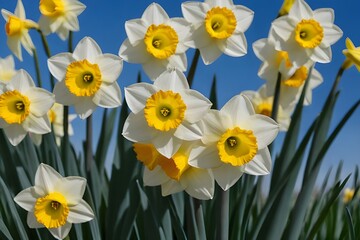 Obraz premium narcissus, daffodil