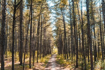 Path through the forest in autumn.