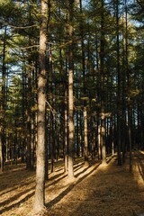 Vertical shot of a beautiful pine forest