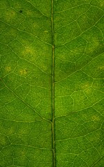 Vertical closeup of a green leaf texture