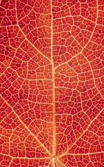 Vertical closeup of a red leaf texture