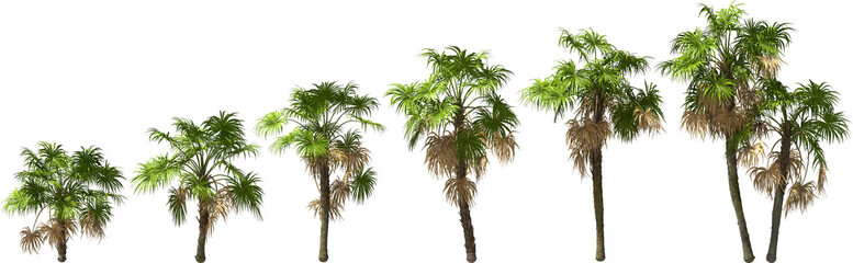 Fototapeta premium growth stages of a mexican silver palm hq arch viz cutout palmtree plants