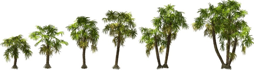 growth stages of a root spiny palm hq arch viz cutout palmtree plants - obrazy, fototapety, plakaty