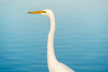 Closeup shot of Great white heron on shoreline lake in California