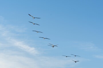Flock of birds flying in the sky during daytime
