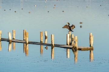 Cormorant spotted on shoreline lake in California and ducks swimming in the background