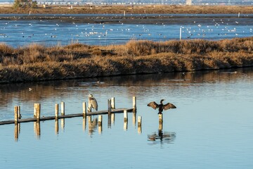 Cormorant and gray heron spotted on shoreline lake in California
