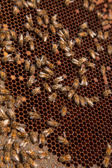 Working bees in a hive on honeycomb. Bees inside hive with sealed and open cells for their young..