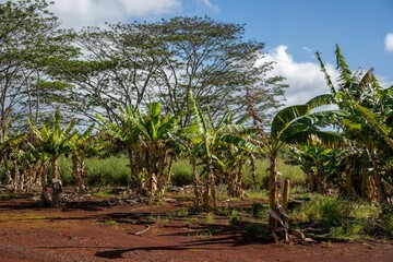 Growth of young palm trees on a sunny day