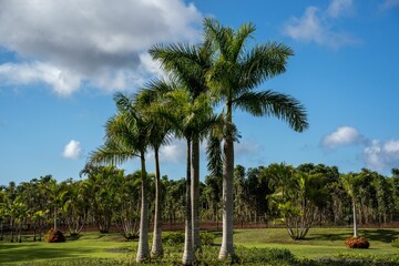 Naklejka premium Row of palm trees growing in an exotic field on a sunny day
