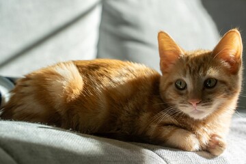 Closeup shot of an adorable fluffy ginger kitten on a couch