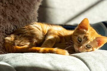 Closeup shot of an adorable fluffy ginger kitten on a couch