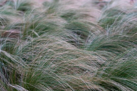 Closeup shot of needlegrass blowing in the wind on a field