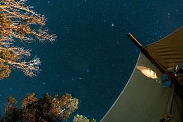 Low-angle shot of trees and a roof against a starry night sky.