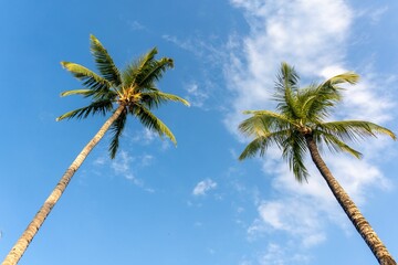 Low angle shot of tall palm trees under a blue sky on a beach