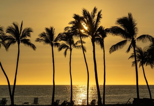 Beautiful shot of silhouettes of palm trees on a beach at sunset
