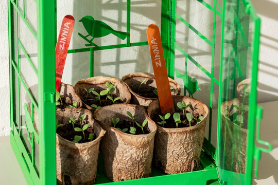 Growth of microgreen plants in disposable cups
