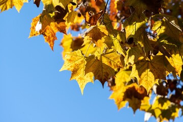 Closeup shot of autumn leaves on branches under a blue sky