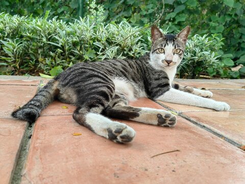 A black and white cat is resting on a brown tile in the garden. Photo taken from the bottom angle. Selective focus.