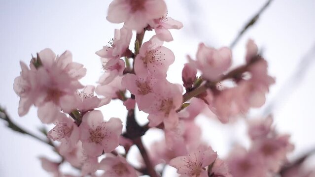 Close-up shot of cherry blossom flowers in bloom