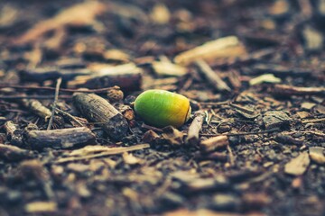 Macro shot of a green acorn over the woodchips on the ground