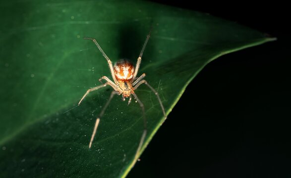 Closeup of a Tangle web spider on a green leaf