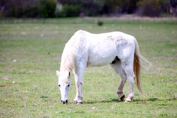 Animal on a pasture. Horse eats grass. Mare on meadow