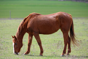 Animal on a pasture. Horse eats grass. Mare on meadow