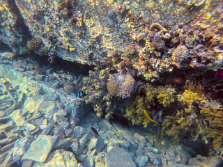 Naklejka na ściany i meble Underwater life of reef with seaweed and tropical fish. Coral Reef at the Red Sea, Egypt.