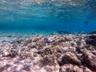Surgeon fish or sohal tang fish (Acanthurus sohal) at the Red Sea coral reef..