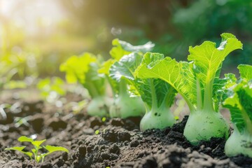 Fresh Lettuce and Kohlrabi on Sunny Garden Patch for Organic Kitchen Gardening. Background for Vegetables, Spring and Allotment. (3:2 aspect ratio) - obrazy, fototapety, plakaty