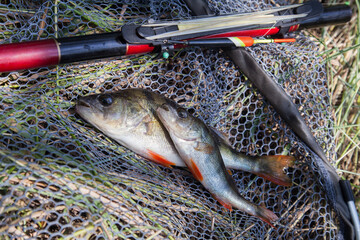 Common perch or European perch (Perca Fluviatilis) with float rod on black fishing net.. - obrazy, fototapety, plakaty