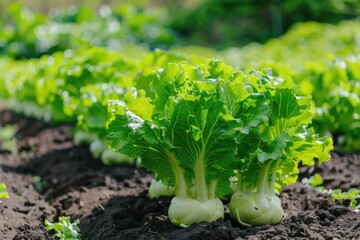 Fresh Organic Lettuce and Kohlrabi on Sunny Kitchen Garden Patch - Spring Allotment Background