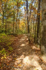Vertical shot of the fall scene with a path covered with dried leaves surrounded by yellow trees