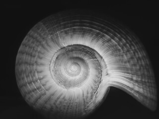 Closeup shot of a white sea shell with black background
