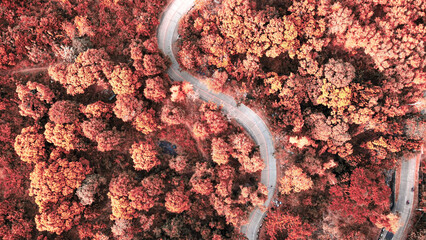 Aerial shot of a curve road and orange treetops