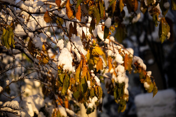 Snowfall. Snow covered trees and autmn leaves in the snowfall. Winter in mountain. Close-up shot.