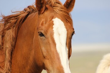 Close-up shot of a mustang with a white spot on its head