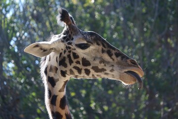 Close-up shot of a Masai giraffe (Giraffa camelopardalis tippelskirchi) looking aside