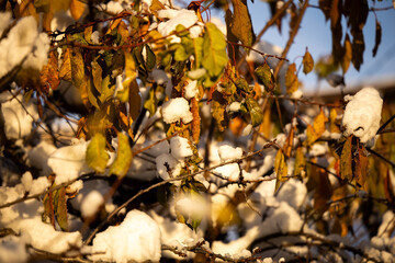 Snowfall. Snow covered trees and autmn leaves in the snowfall. Winter in mountain. Close-up shot.