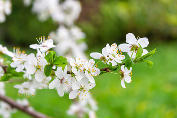 Apple branch spring blossom delicate white flowers. Green floral blur background. Spring blossom plum flowers. Blooming cherry branch macro photography. 