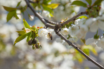 Close up view of working honeybee on white flower of sweet cherry tree. Collecting pollen and nectar to make sweet honey.