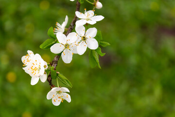 Apple branch spring blossom delicate white flowers and fresh leaves on blurred green background. Macro photo blooming plum tree. Cute cherry white flowerets.