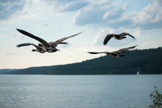 Flock of geese flying over the lake with a cloudy blue sky in the background