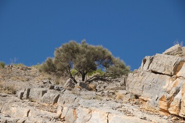 Natural landscape of a tree on a mountain