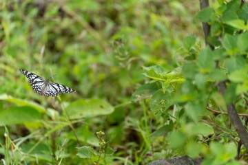 Selective of a blue tiger (Tirumala limniace) butterfly in greenery