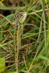 Closeup of oriental garden lizard (Calotes versicolor) in green grass
